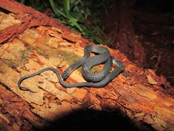 Image of Ringneck Coffee Snake