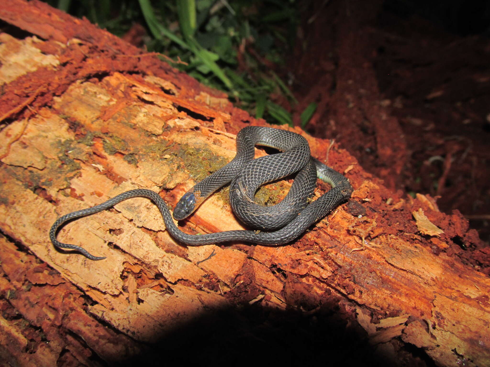 Image of Ringneck Coffee Snake