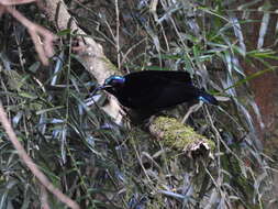 Image of Paradise Riflebird