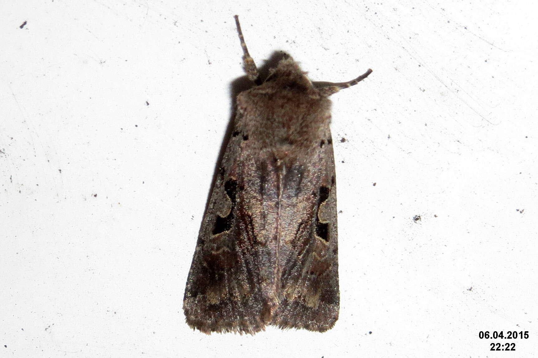 Orthosia gothica Linnaeus 1758 resmi