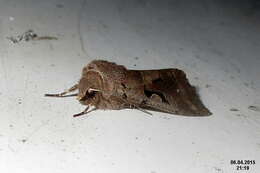 Orthosia gothica Linnaeus 1758 resmi