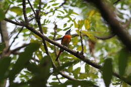 Pericrocotus cinnamomeus thai Deignan 1947 resmi