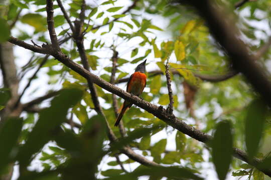 Plancia ëd Pericrocotus cinnamomeus thai Deignan 1947