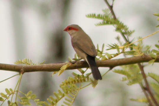 Image of Black-rumped Waxbill