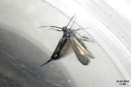 Image of Esperia sulphurella