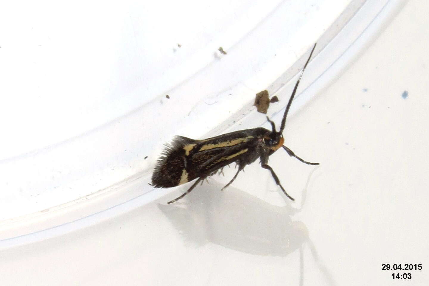 Image of Esperia sulphurella