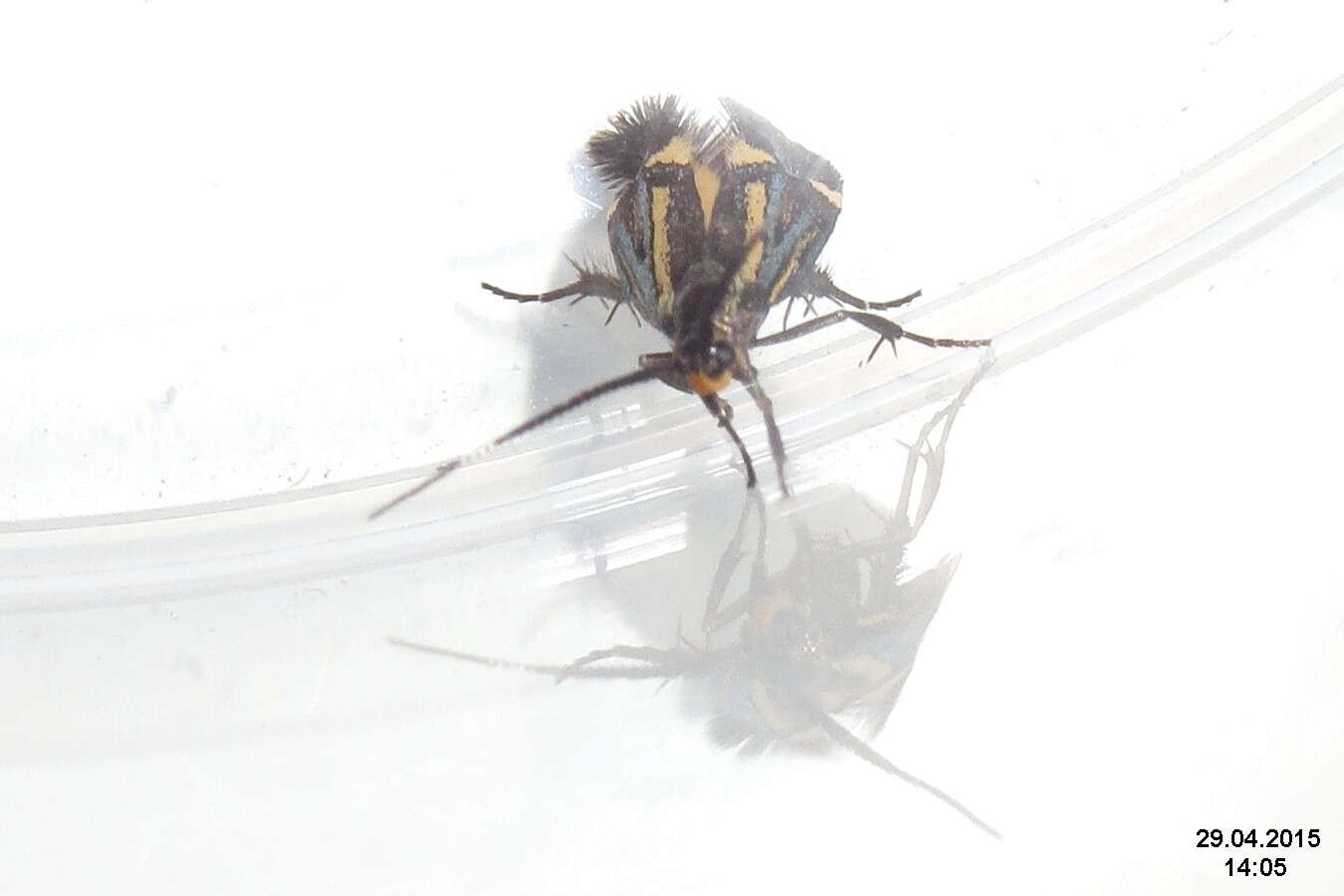 Image of Esperia sulphurella