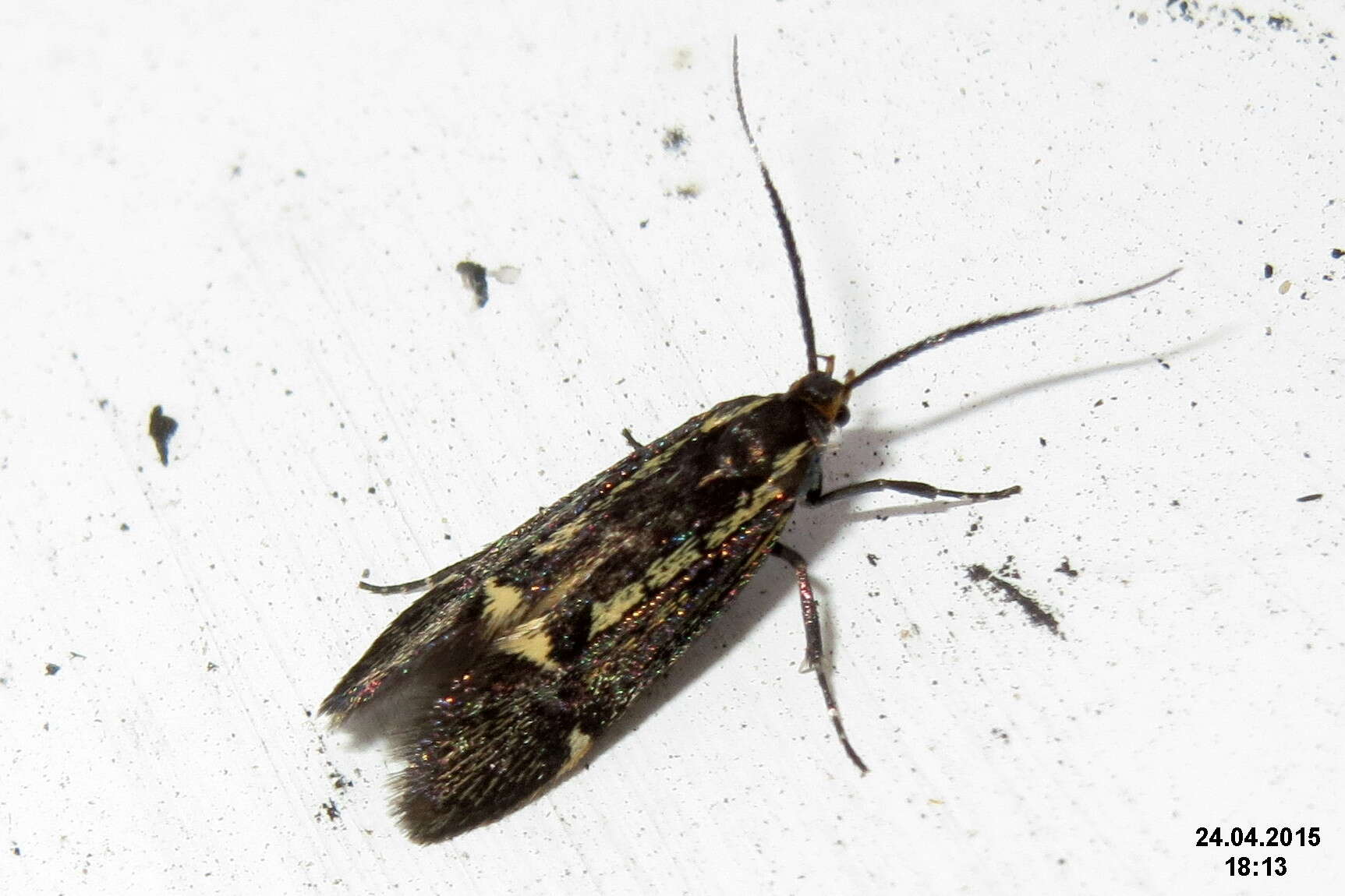 Image of Esperia sulphurella