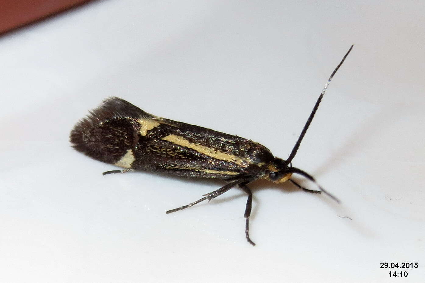 Image of Esperia sulphurella