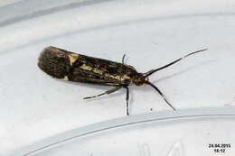 Image of Esperia sulphurella