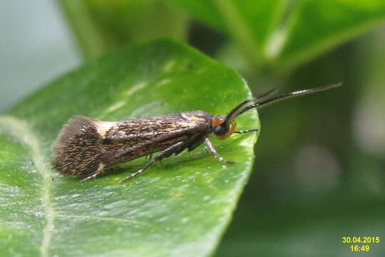 Image of Esperia sulphurella