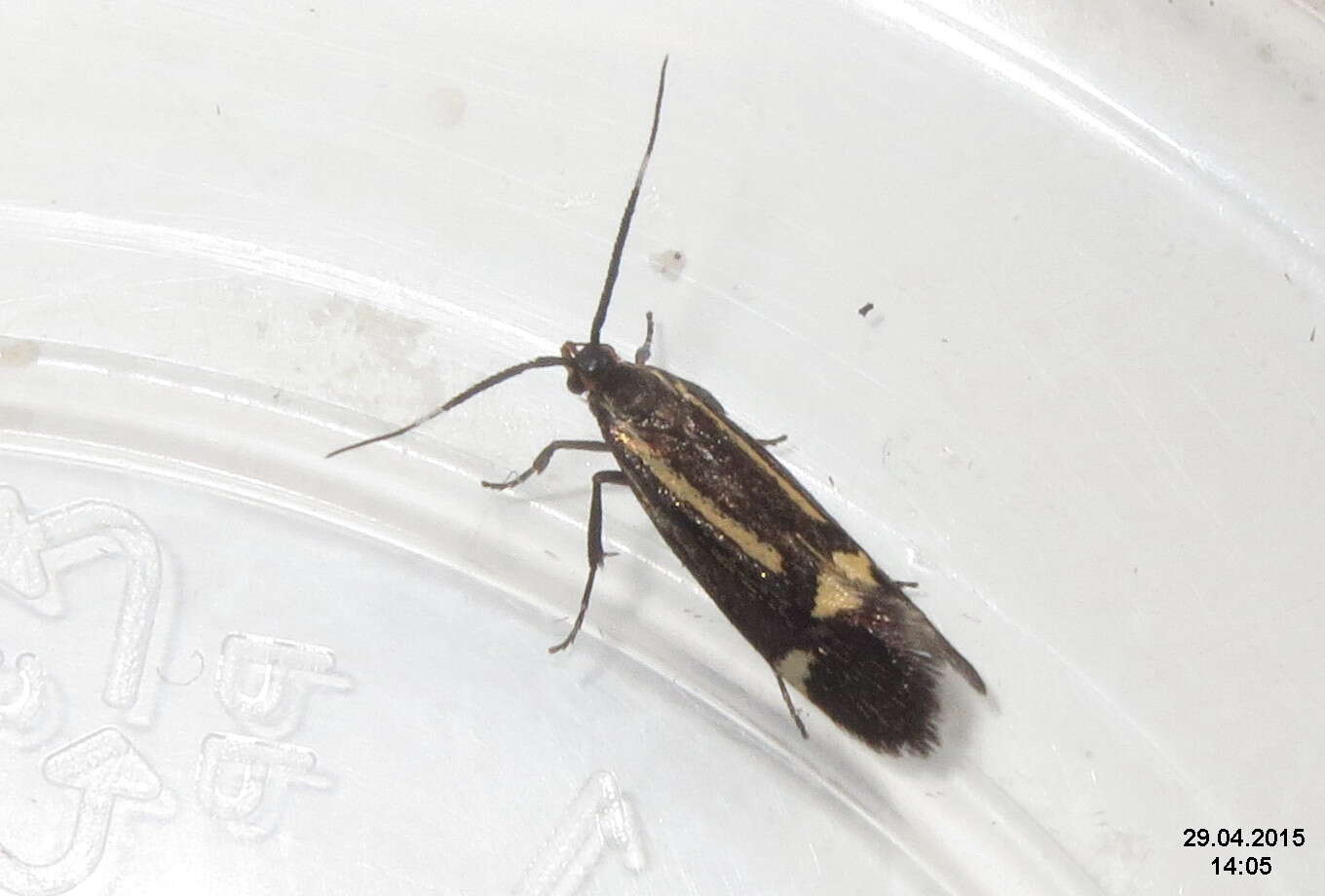 Image of Esperia sulphurella