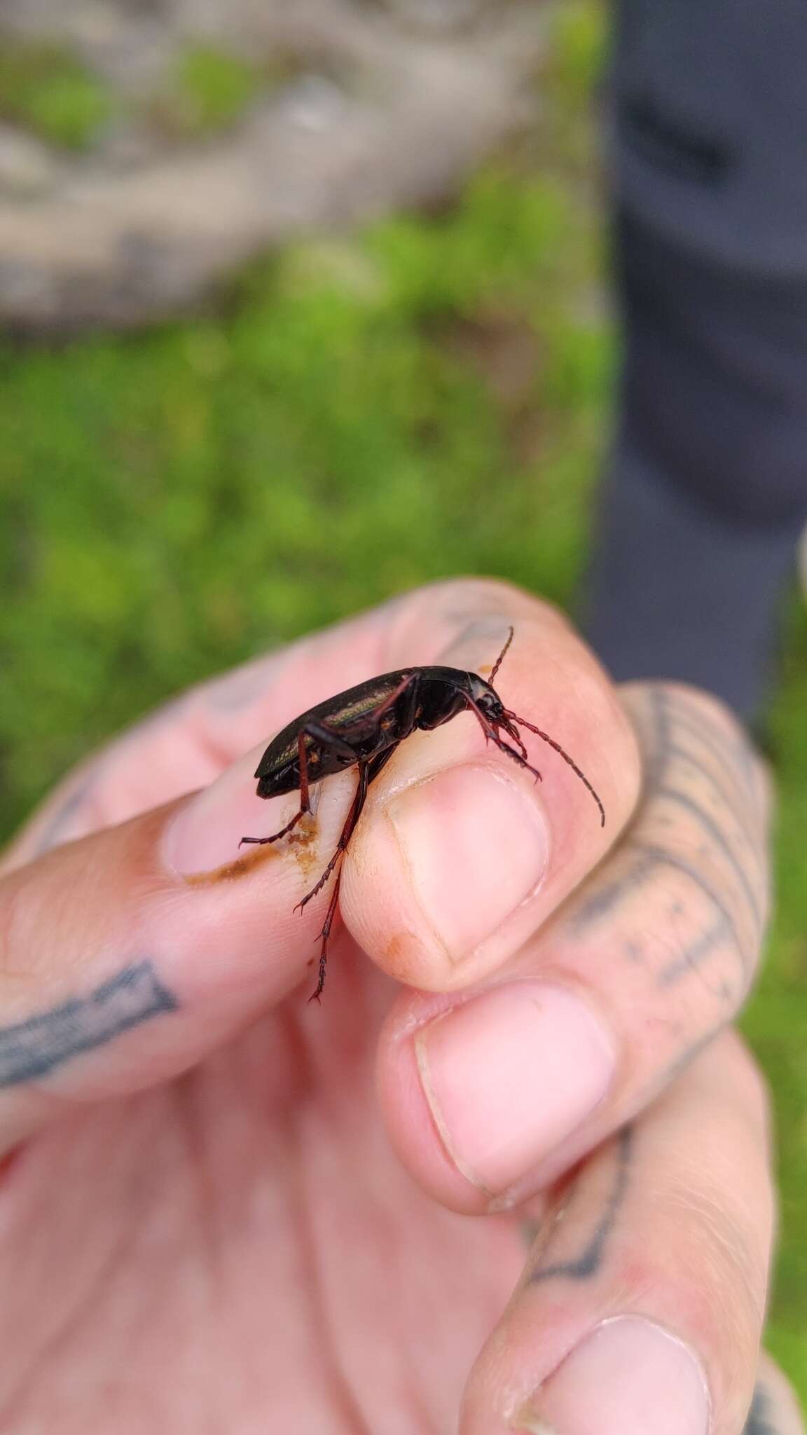 Image of Carabus (Platycarabus) fabricii Panzer 1810