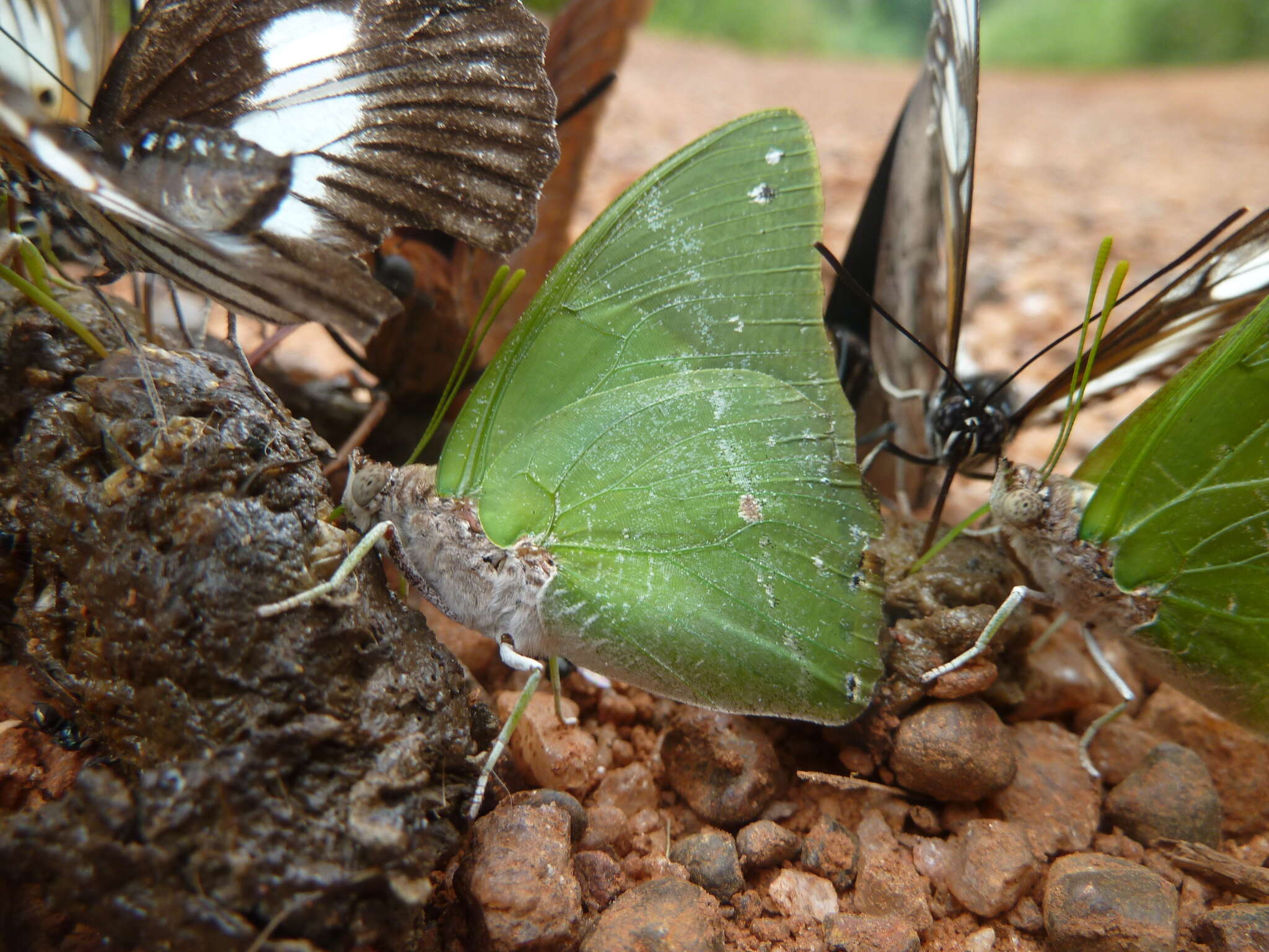 Image of Charaxes eupale Drury 1782