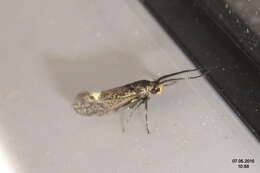 Image of Esperia sulphurella