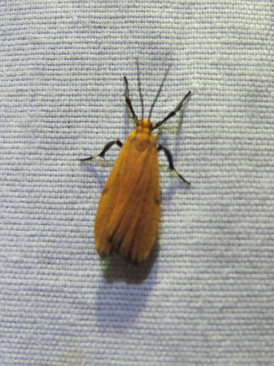 Image of Lichen moth