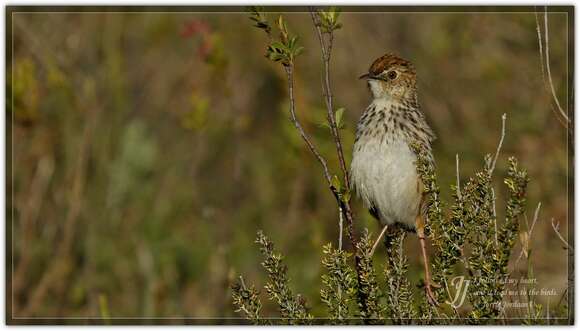 Слика од Cisticola textrix (Vieillot 1817)