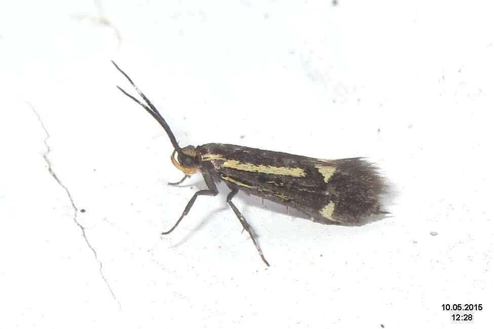 Image of Esperia sulphurella