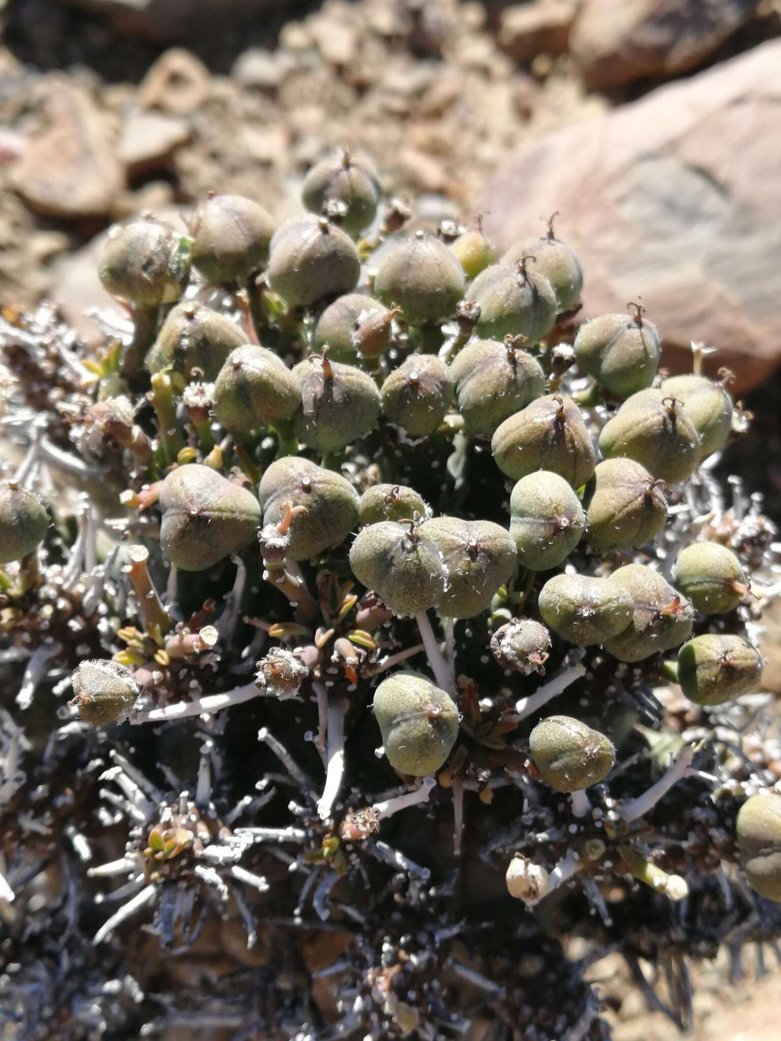 Image de Euphorbia decepta N. E. Br.