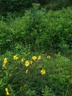 Imagem de Silphium integrifolium var. asperrimum (Hook.) B. L. Turner