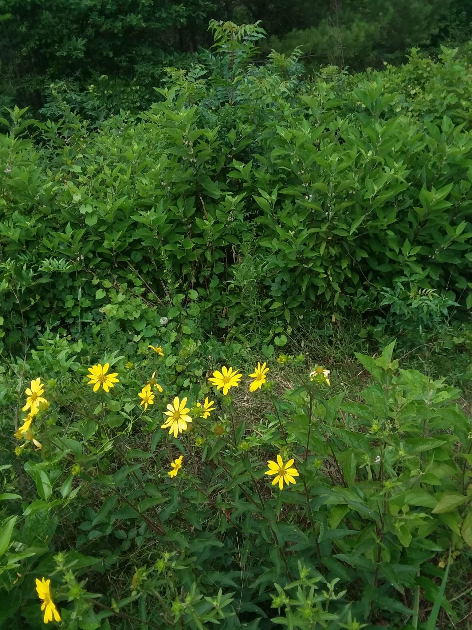 Imagem de Silphium integrifolium var. asperrimum (Hook.) B. L. Turner