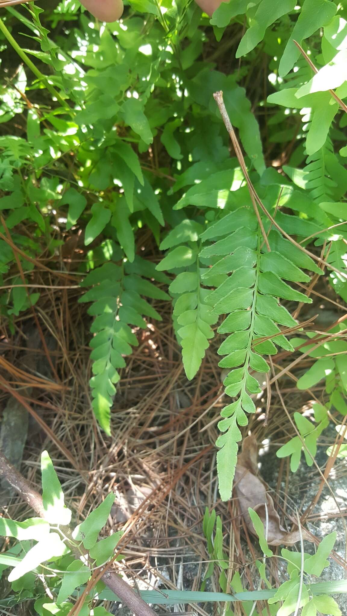 Image of Lindsaea heterophylla Dryand.