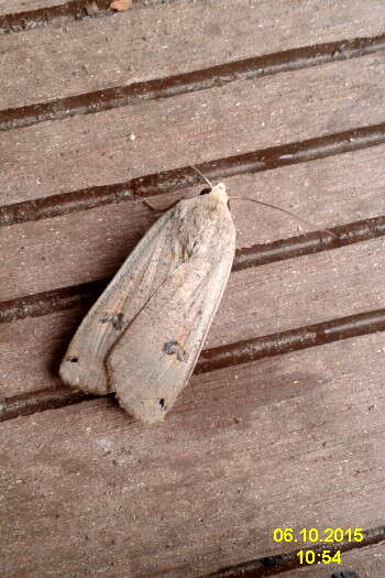 Image of Large Yellow Underwing