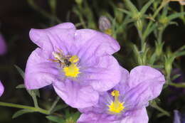 Image of Nierembergia linariifolia var. pampeana (Millán) A. A. Cocucci & A. T. Hunziker