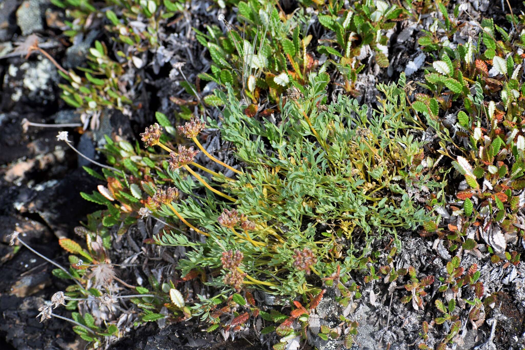 Image of Yukon podistera