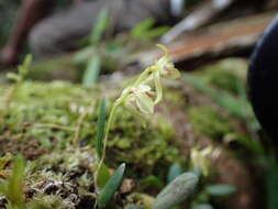 Image of Bulbophyllum melleum H. Perrier