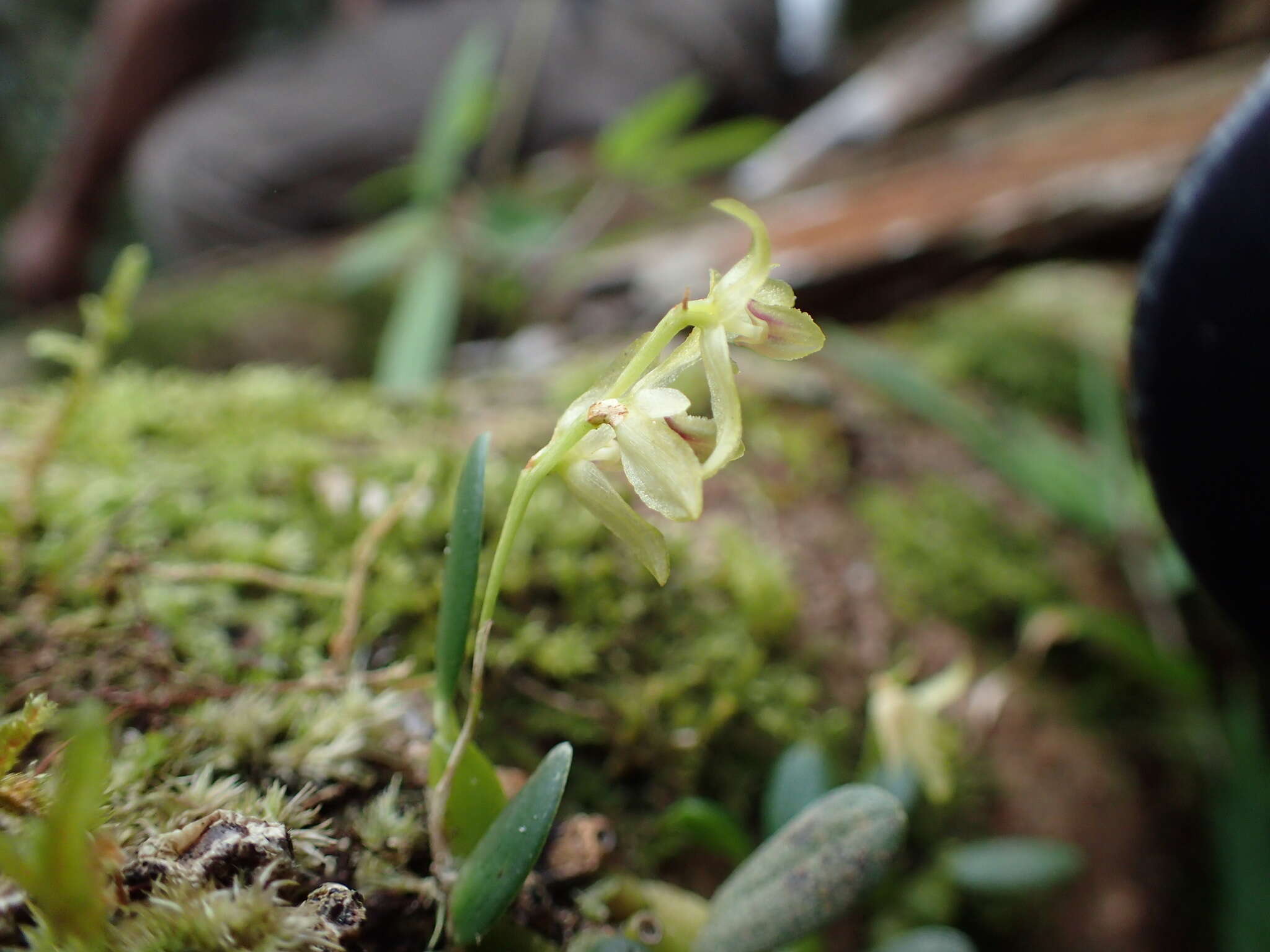 Imagem de Bulbophyllum melleum H. Perrier