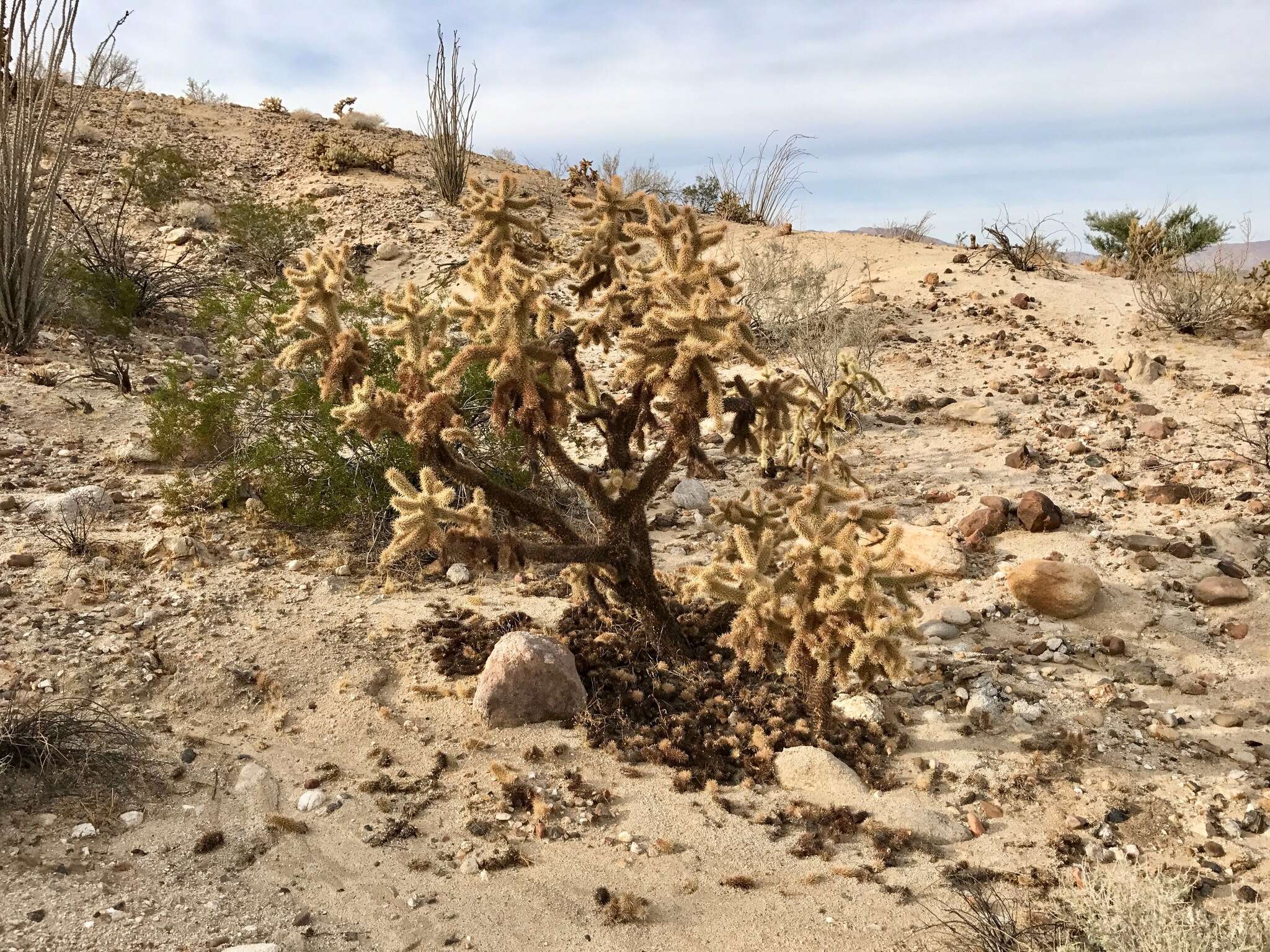 Image de Cylindropuntia fosbergii (C. B. Wolf) Rebman, M. A. Baker & Pinkava