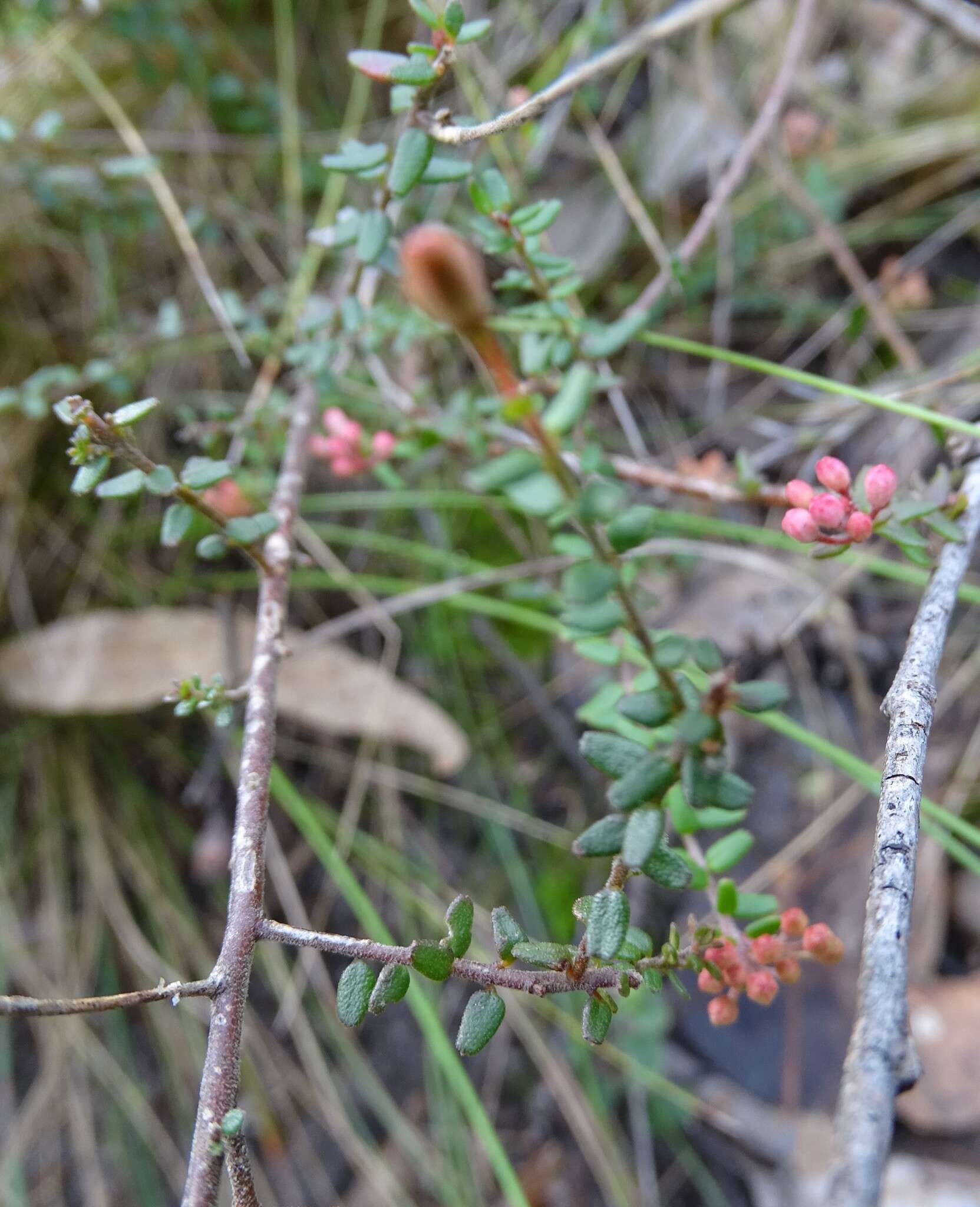 Image of Leionema hillebrandii (J. H. Willis) Paul G. Wilson