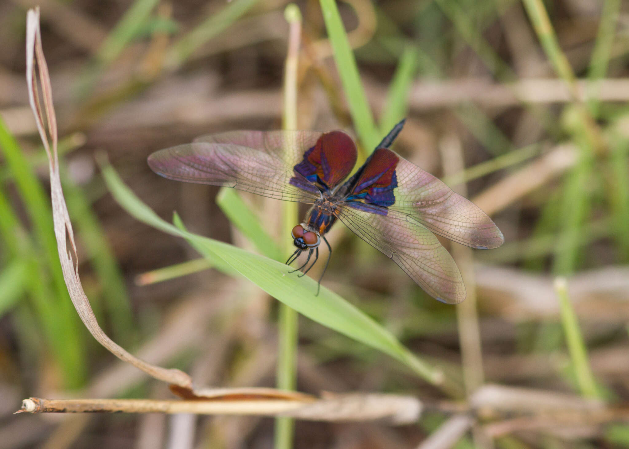 Image of Phantom Flutterer