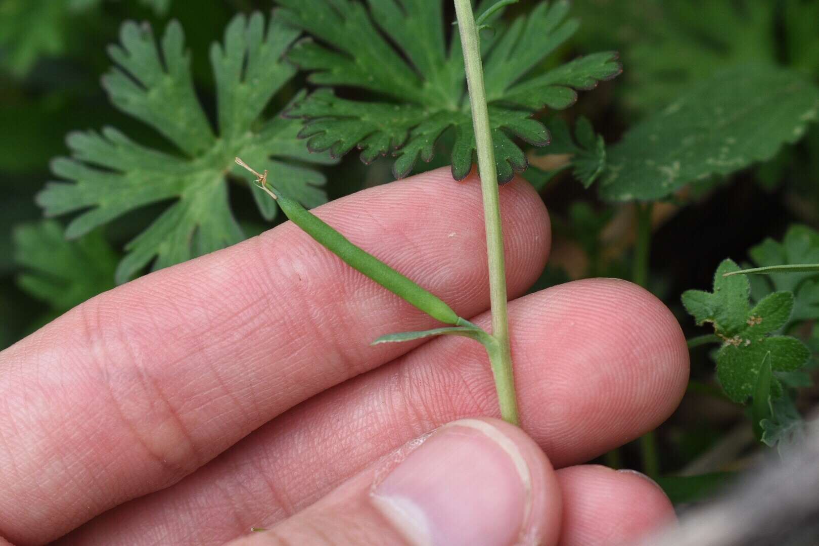 Image de Corydalis curvisiliqua subsp. occidentalis (Engelm. ex A. Gray) W. A. Weber