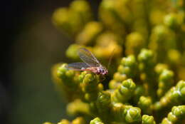 Imagem de Coelostomidia zealandica (Maskell 1880)