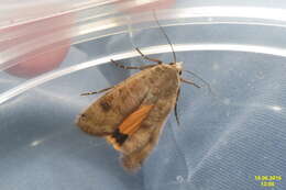 Image of Large Yellow Underwing