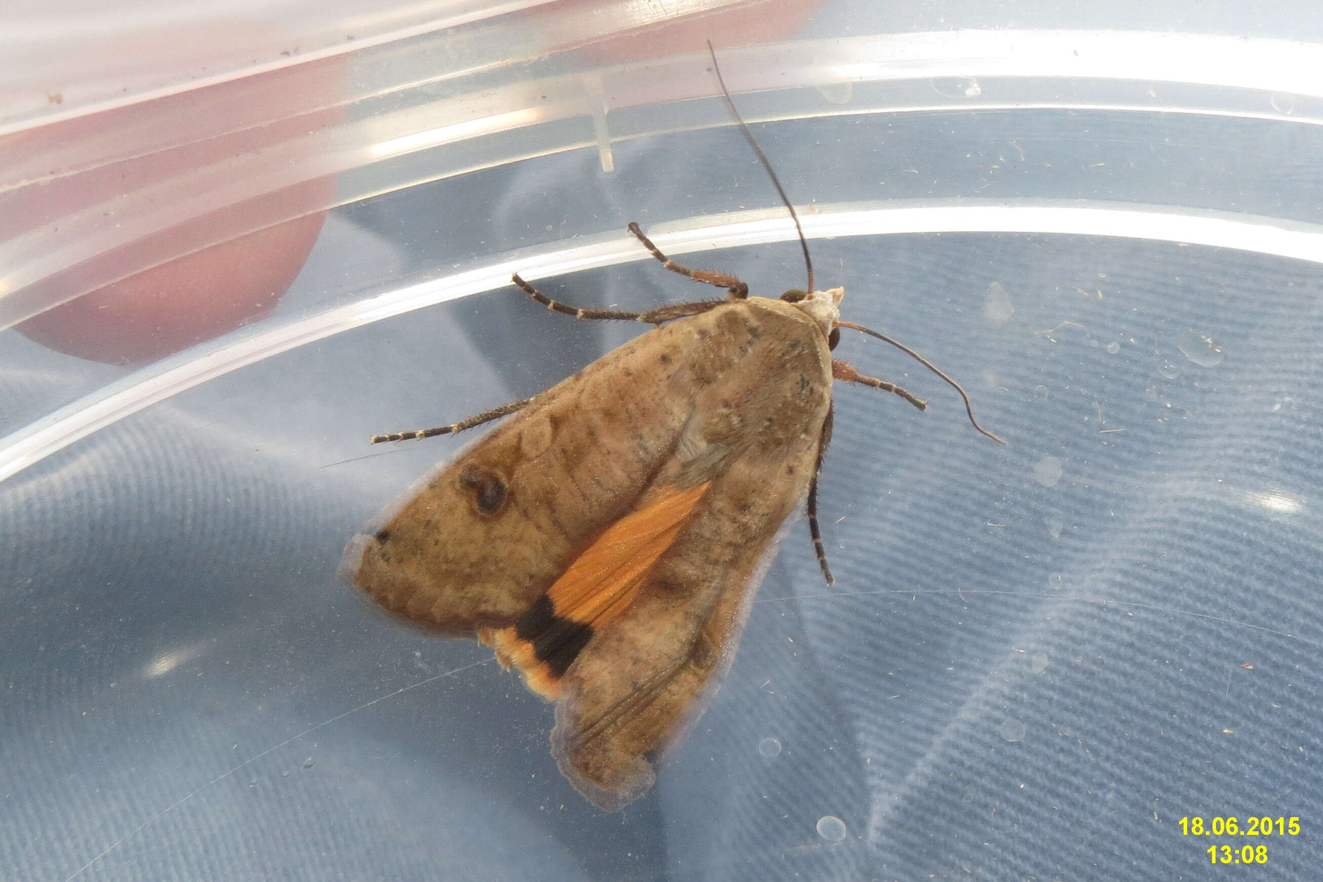 Image of Large Yellow Underwing