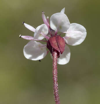 Sivun Micranthes odontoloma (Piper) A. A. Heller kuva