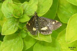 Image of Mint moth