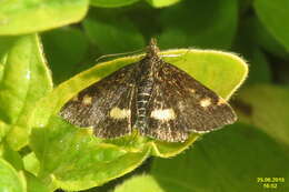 Image of Mint moth