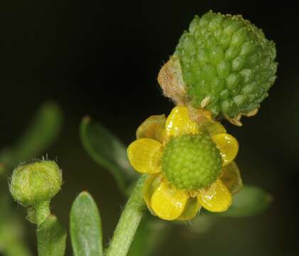 Image of cursed buttercup