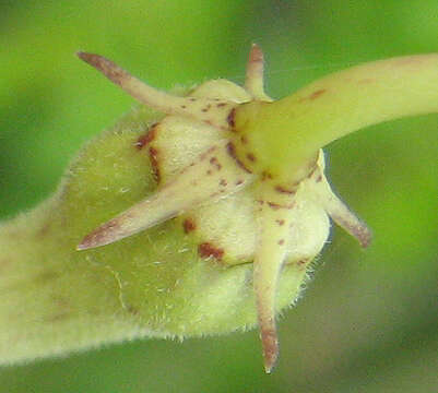 Image of Ceropegia lugardiae N. E. Br.