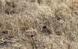 Image of Sumba Buttonquail