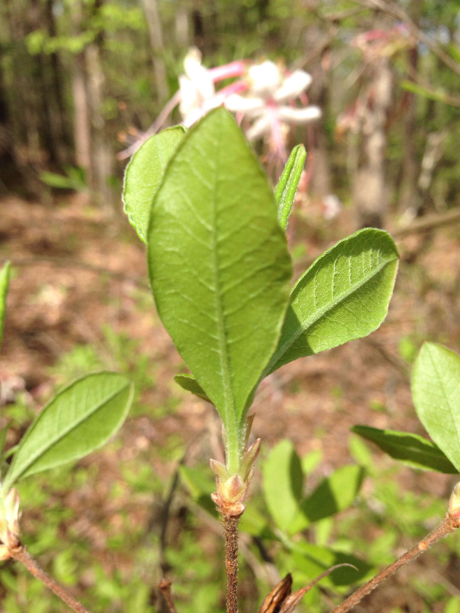 Image of mountain azalea