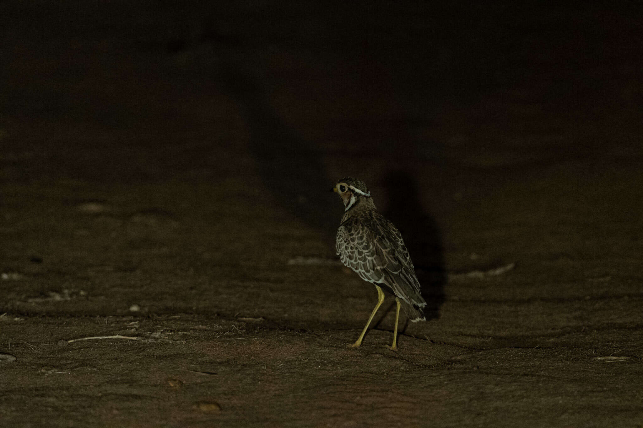 Image of Three-banded Courser