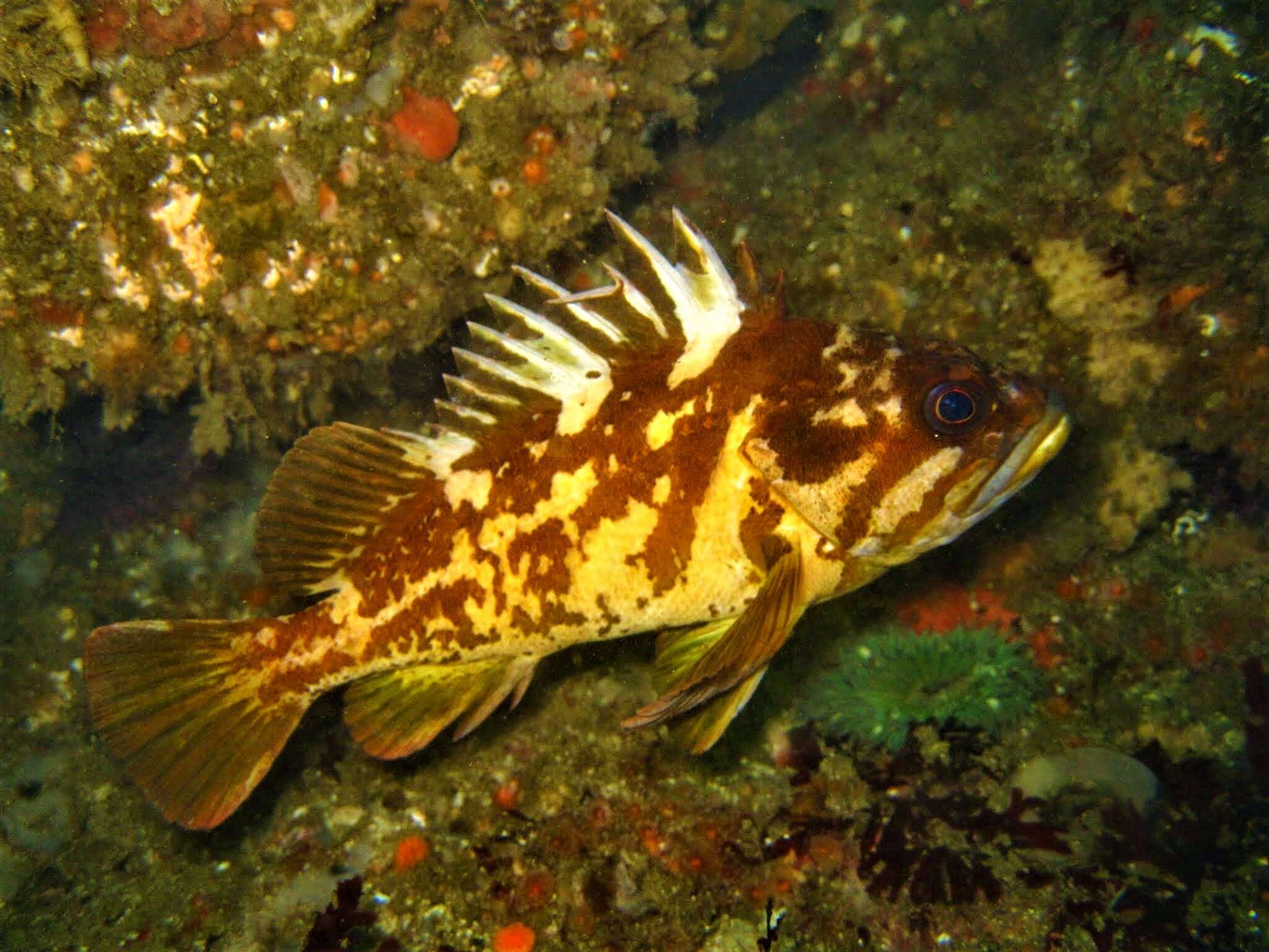 Image of Gopher rockfish