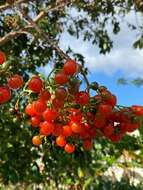 Image de Cordia collococca L.