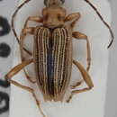 Image of Macroplea appendiculata (Panzer 1794)