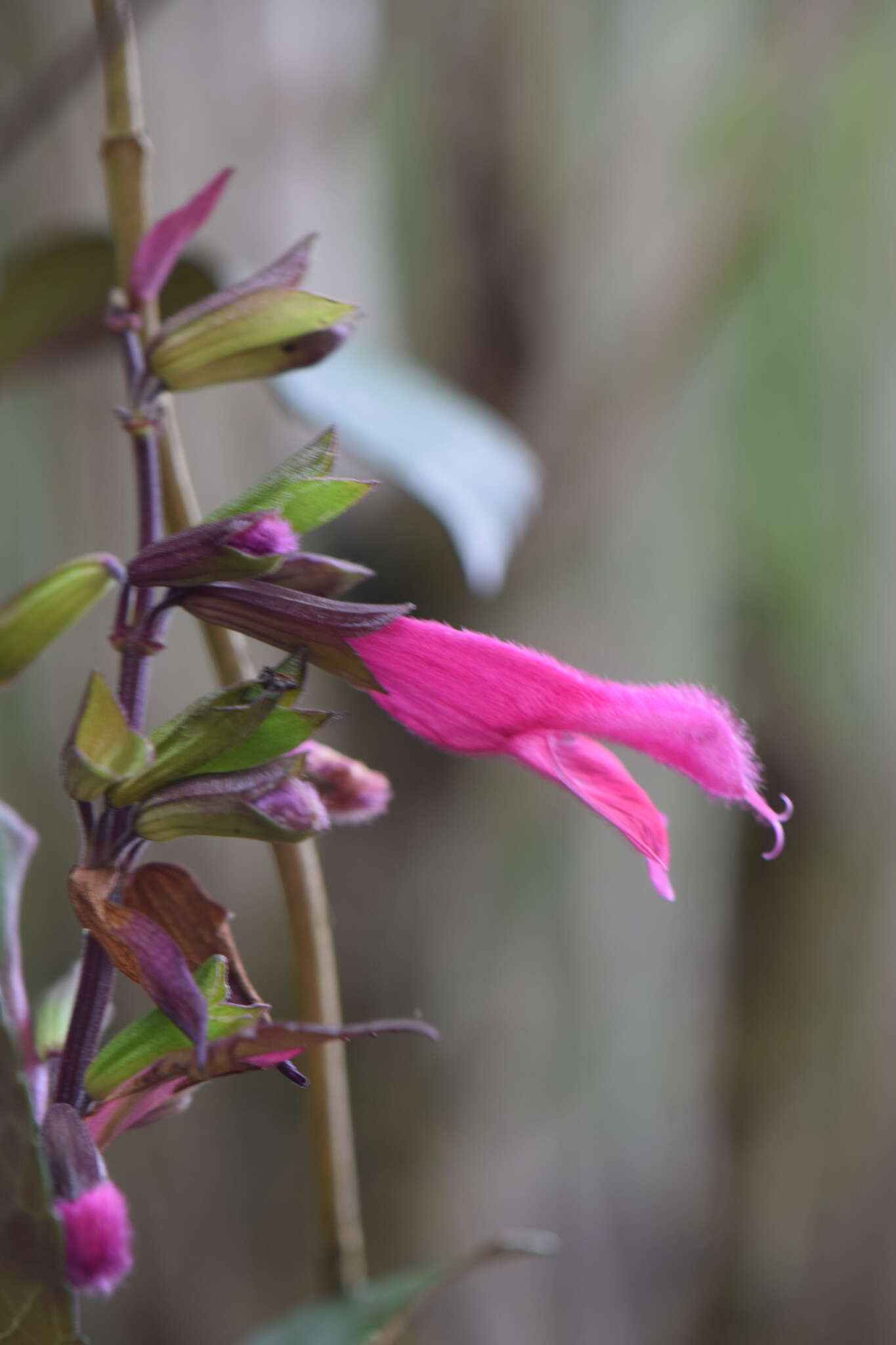 Imagem de Salvia buchananii Hedge